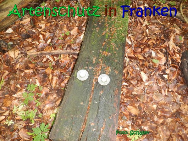 Copyright AiS Schaller Bild zum Eintrag (66952-160)