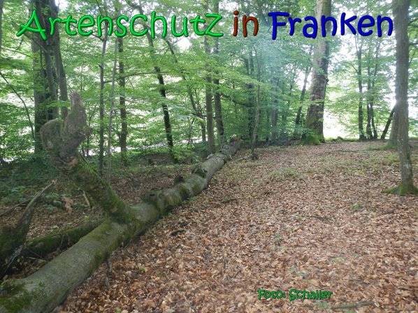 Copyright AiS Schaller Bild zum Eintrag (66953-160)