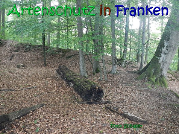 Copyright AiS Schaller Bild zum Eintrag (66954-160)