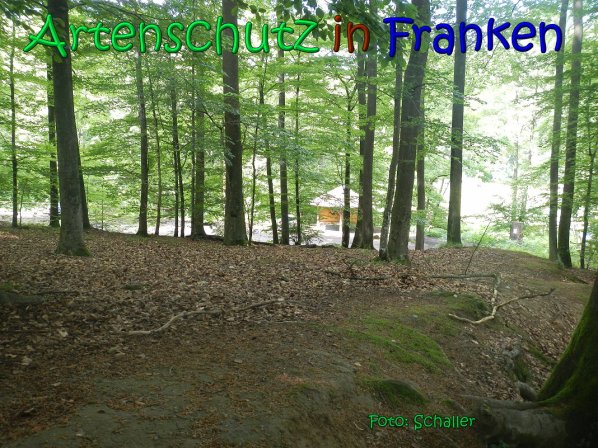 Copyright AiS Schaller Bild zum Eintrag (66955-160)