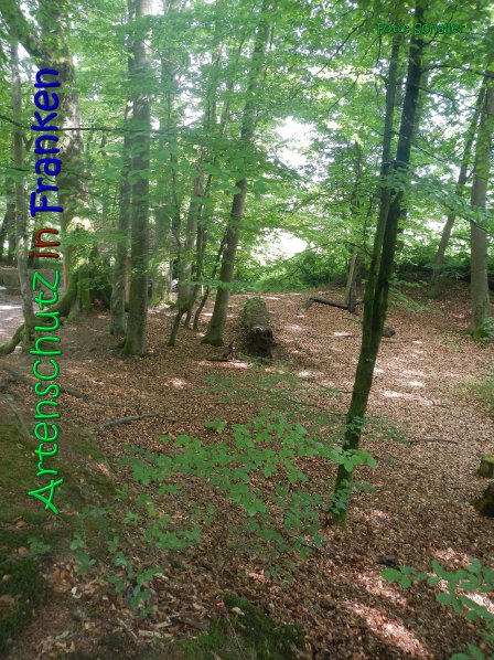 Copyright AiS Schaller Bild zum Eintrag (66956-160)