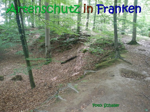 Copyright AiS Schaller Bild zum Eintrag (66957-160)