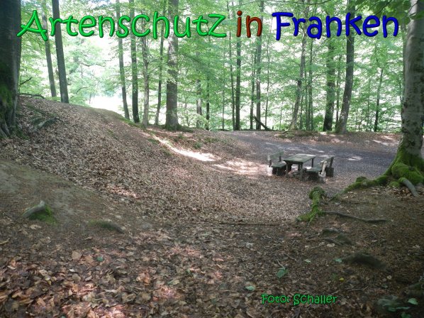 Copyright AiS Schaller Bild zum Eintrag (66958-160)