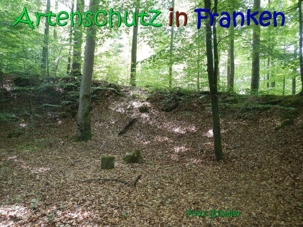 Copyright AiS Schaller Bild zum Eintrag (66959-160)