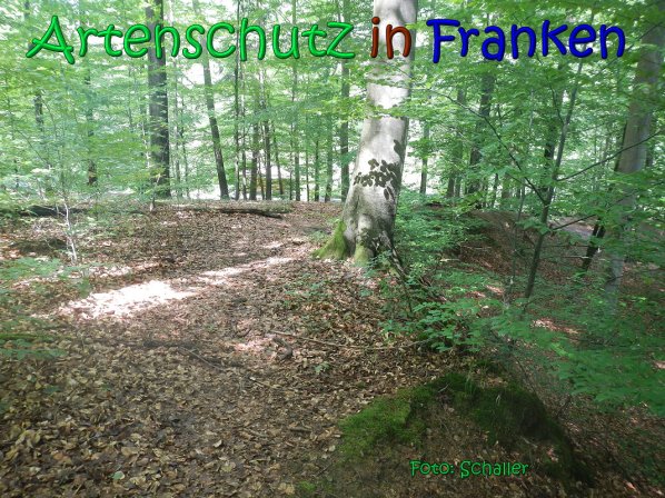 Copyright AiS Schaller Bild zum Eintrag (66960-160)