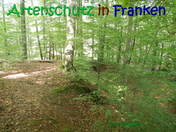 Copyright AiS Schaller Bild zum Eintrag (66961-160)