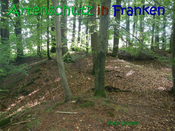 Copyright AiS Schaller Bild zum Eintrag (66964-160)