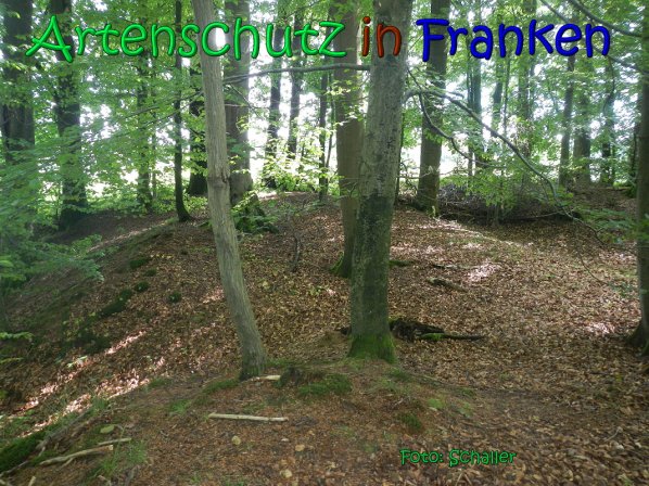 Bild zum Eintrag (66964-160)