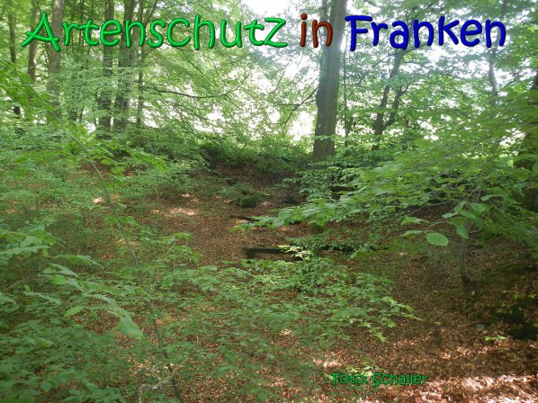 Copyright AiS Schaller Bild zum Eintrag (66965-160)