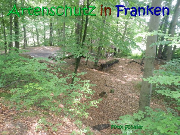Copyright AiS Schaller Bild zum Eintrag (66966-160)
