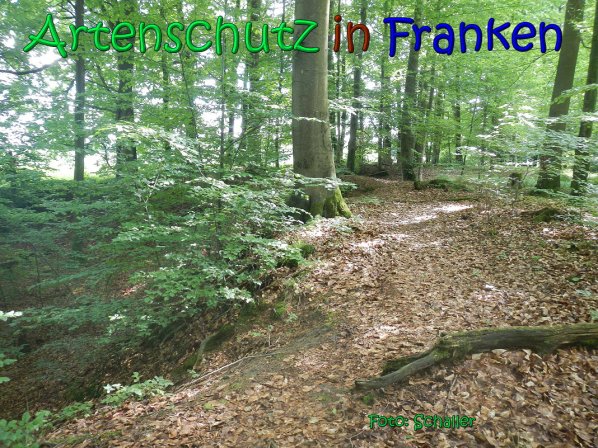 Copyright AiS Schaller Bild zum Eintrag (66967-160)