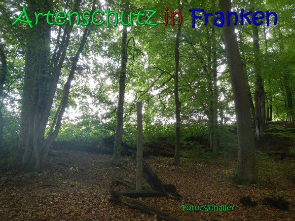 Copyright AiS Schaller Bild zum Eintrag (66968-160)