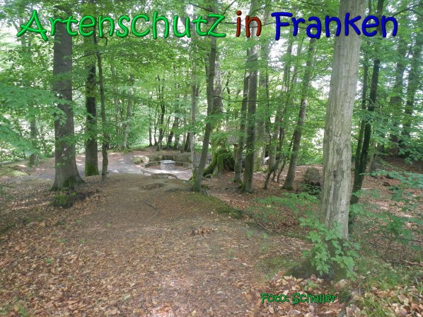 Copyright AiS Schaller Bild zum Eintrag (66971-160)