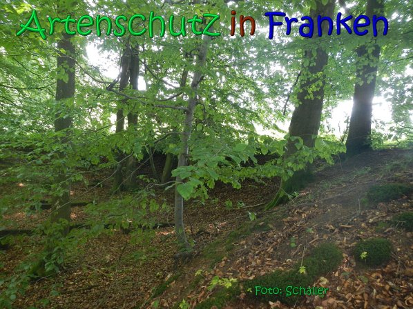 Copyright AiS Schaller Bild zum Eintrag (66972-160)