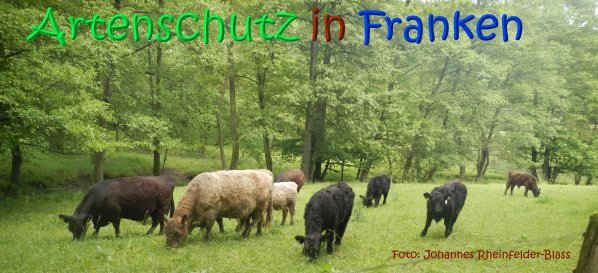 Copyright AiS Rheinfelder-Blass Bild zum Eintrag (67039-160)