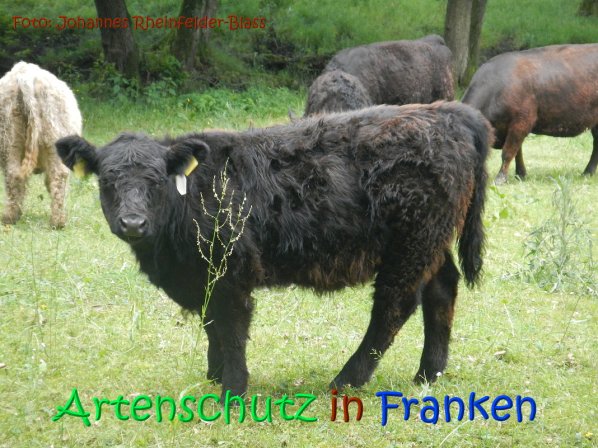 Copyright AiS Rheinfelder-Blass Bild zum Eintrag (67040-160)