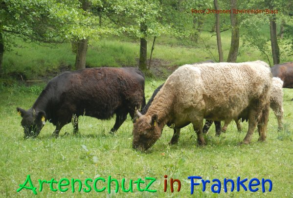 Copyright AiS Copyright AiS Rheinfelder-Blass Bild zum Eintrag (67041-160)