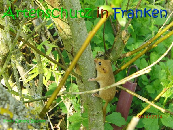 Copyright AiS Sandra Bäumer Bild zum Eintrag (67754-160)