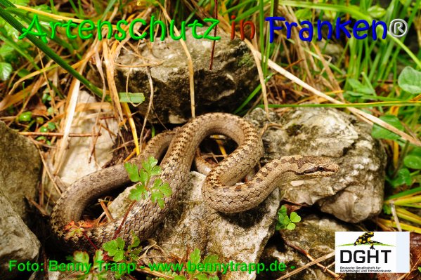 Copyright AiS Benny Trapp - www.bennytrapp.de Bild zum Eintrag (68022-160)