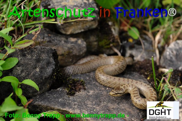 Copyright AiS Benny Trapp - www.bennytrapp.de Bild zum Eintrag (68023-160)