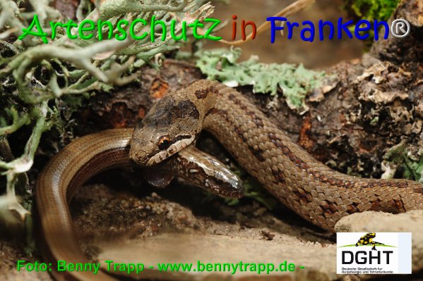 Copyright AiS Benny Trapp - www.bennytrapp.de Bild zum Eintrag (68024-160)