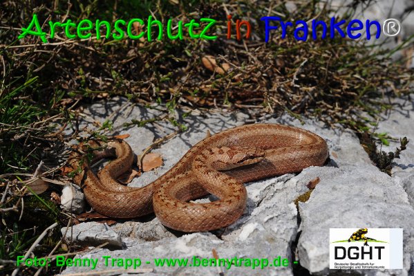 Copyright AiS Benny Trapp - www.bennytrapp.de Bild zum Eintrag (68026-160)