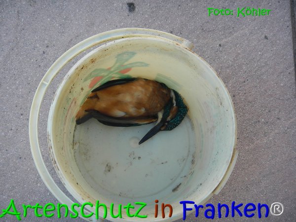 Copyright AiS Köhler Bild zum Eintrag (68079-160)