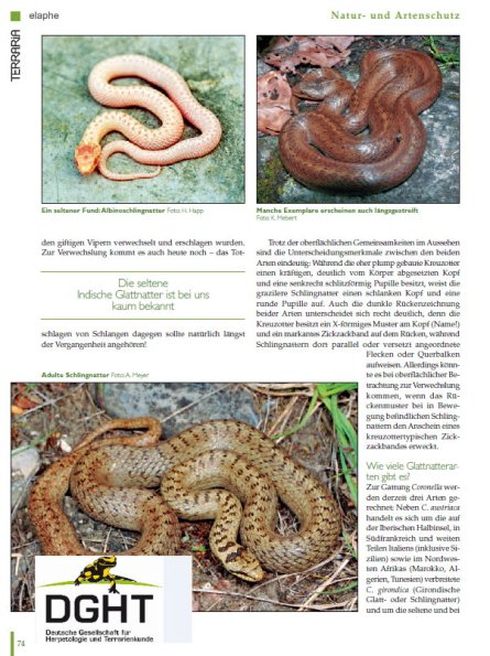 Copyright AiS - Deutsche Gesellschaft für Herpetologie und Terrarienkunde e. V. Bild zum Eintrag (68103-160)