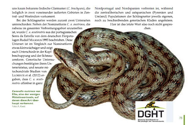 Copyright AiS - Deutsche Gesellschaft für Herpetologie und Terrarienkunde e. V. Bild zum Eintrag (68106-160)