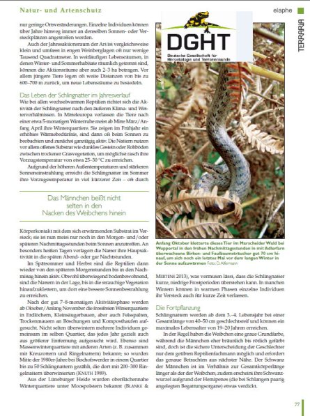 Copyright AiS - Deutsche Gesellschaft für Herpetologie und Terrarienkunde e. V. Bild zum Eintrag (68108-160)