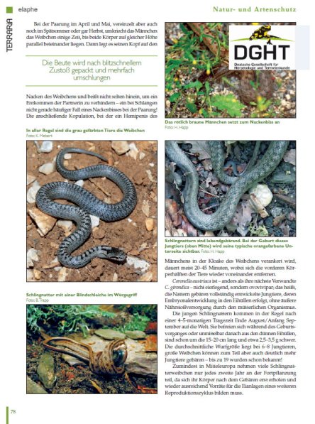 Copyright AiS - Deutsche Gesellschaft für Herpetologie und Terrarienkunde e. V. Bild zum Eintrag (68109-160)