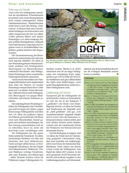 Copyright AiS - Deutsche Gesellschaft für Herpetologie und Terrarienkunde e. V. Bild zum Eintrag (68110-160)