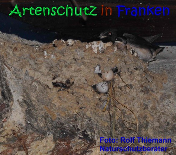 Copyright AiS Rolf Thiemann Bild zum Eintrag (68358-160)