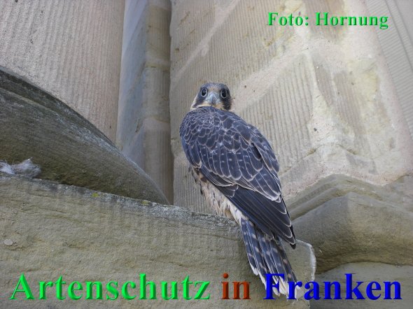 Copyright AiS Hornung Bild zum Eintrag (68408-160)