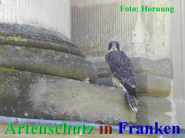 Copyright AiS Hornung Bild zum Eintrag (68409-160)