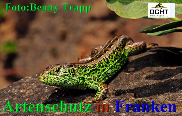Copyright AiS Benny Trapp - www.bennytrapp.de Bild zum Eintrag (68428-160)