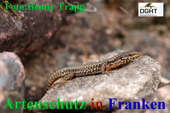 Copyright AiS Benny Trapp - www.bennytrapp.de Bild zum Eintrag (68433-160)