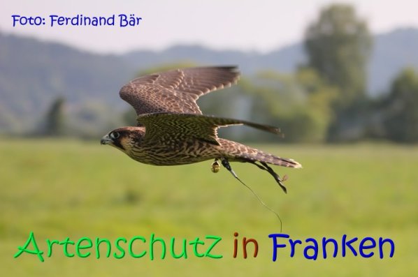 Copyright AiS - LBV - Ferdinand Bär Bild zum Eintrag (68613-160)