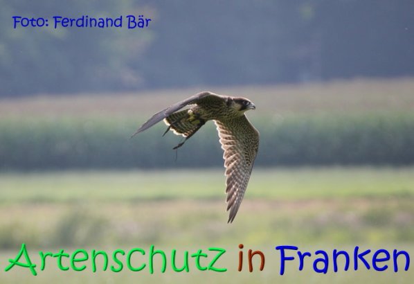 Copyright AiS - LBV - Ferdinand Bär Bild zum Eintrag (68614-160)