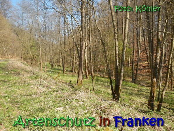 Copyright AiS Köhler Bild zum Eintrag (69147-160)