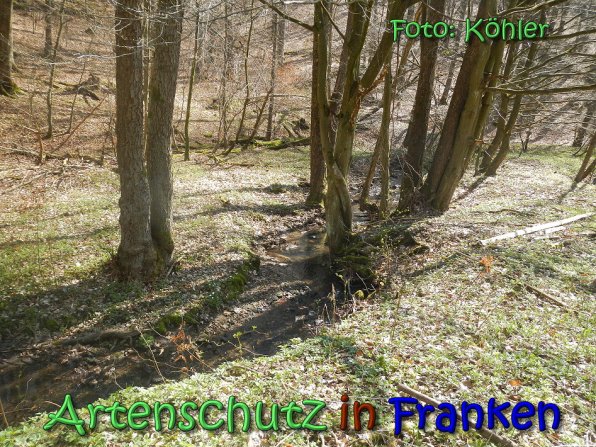 Copyright AiS Köhler Bild zum Eintrag (69149-160)