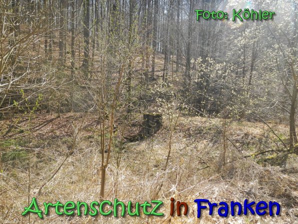 Copyright AiS Köhler Bild zum Eintrag (69153-160)