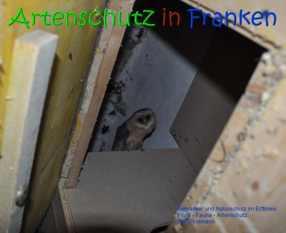 Copyright AiS Rolf Thiemann Bild zum Eintrag (69338-160)