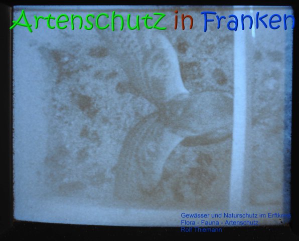 Copyright AiS Rolf Thiemann Bild zum Eintrag (69339-160)