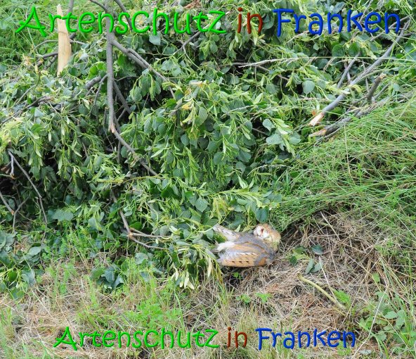 Copyright AiS Rolf Thiemann Bild zum Eintrag (69341-160)