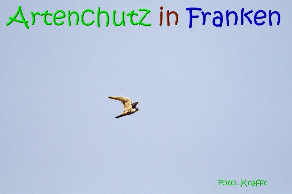 Copyright AiS Clemens Krafft Bild zum Eintrag (69447-160)