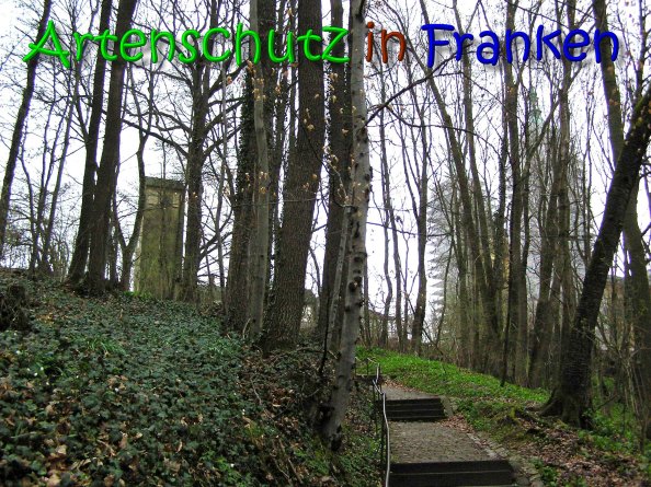 Copyright AiS Gerhard Kunze Bild zum Eintrag (69677-160)