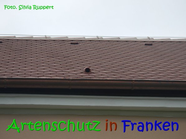 Copyright AiS Ruppert Bild zum Eintrag (69766-160)