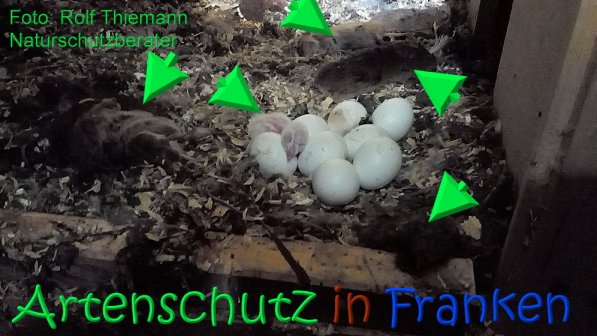 Copyright AiS Rolf Thiemann Bild zum Eintrag (70173-160)