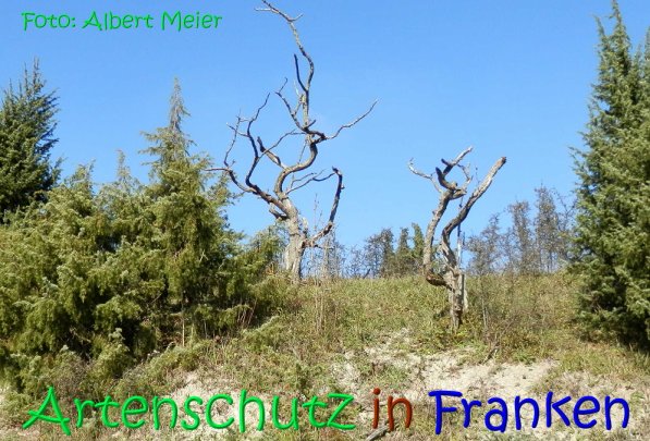 Copyright AiS Albert Meier Bild zum Eintrag (70204-160)